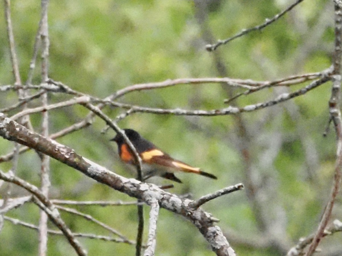 American Redstart - ML620722581