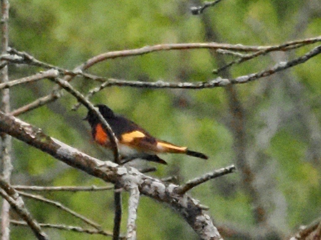 American Redstart - ML620722582