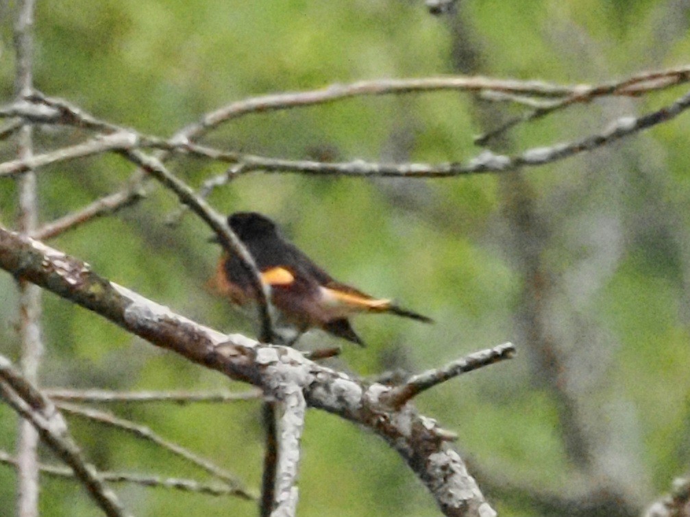 American Redstart - ML620722583