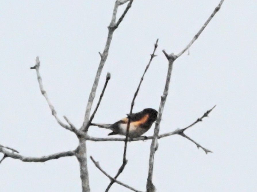 American Redstart - ML620722584