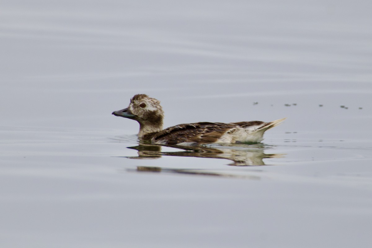 Long-tailed Duck - ML620722592