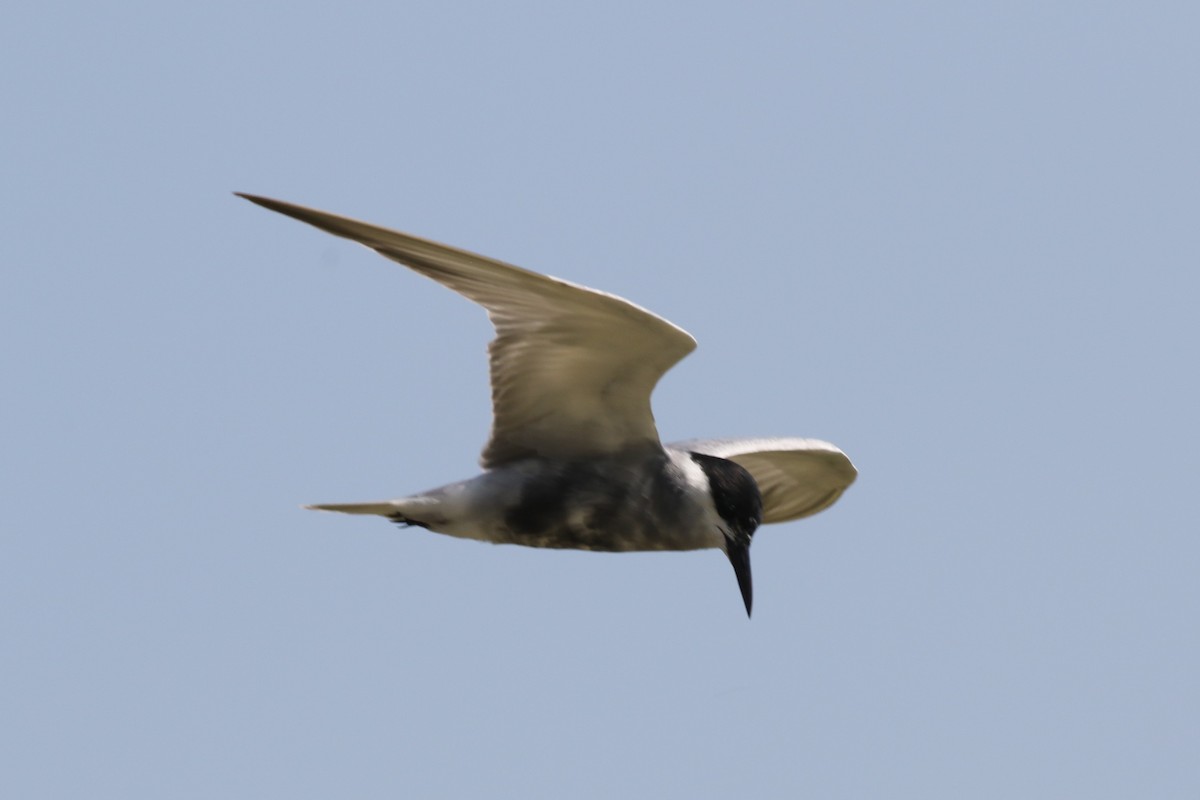 White-winged Tern - ML620722598