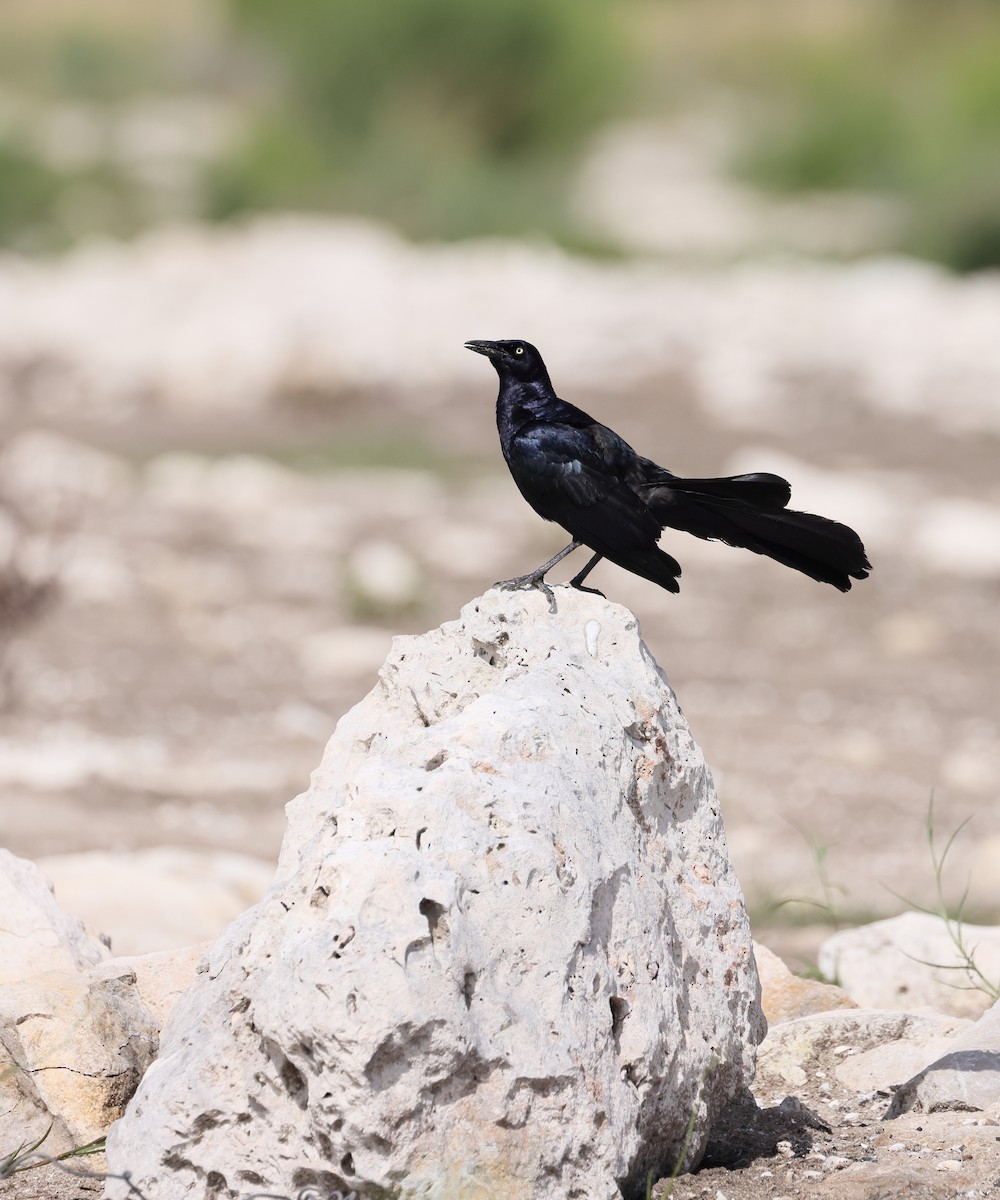 Great-tailed Grackle - ML620722604