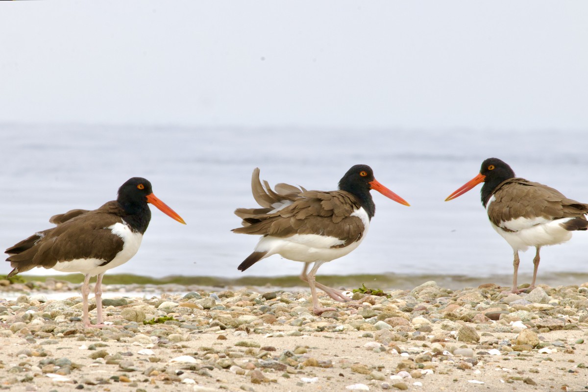 American Oystercatcher - ML620722606