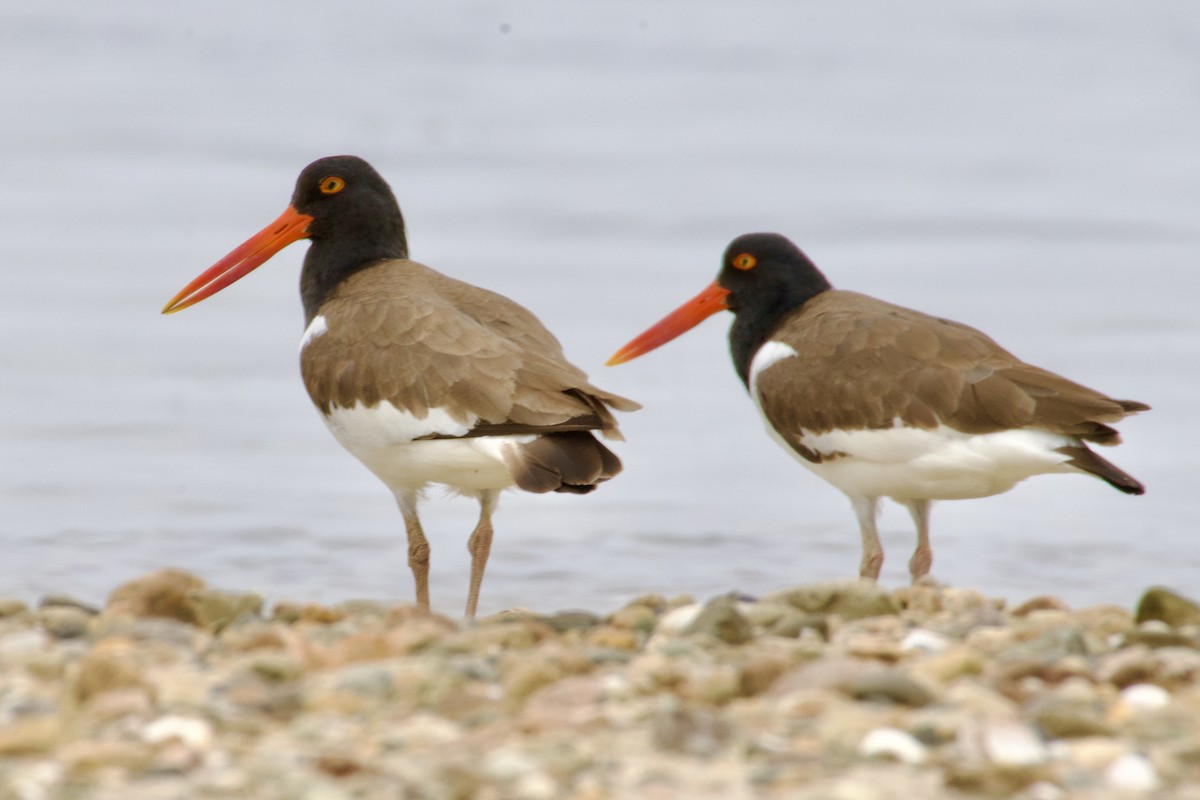 American Oystercatcher - ML620722607