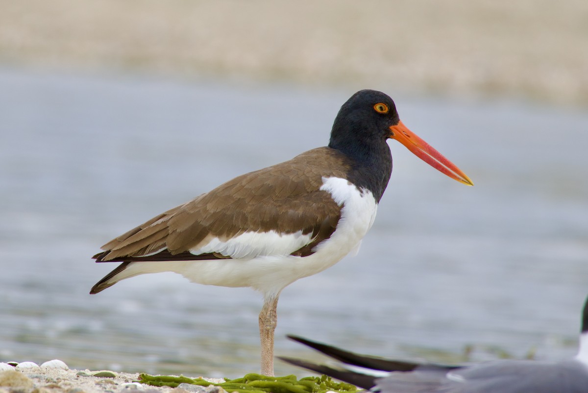 American Oystercatcher - ML620722608