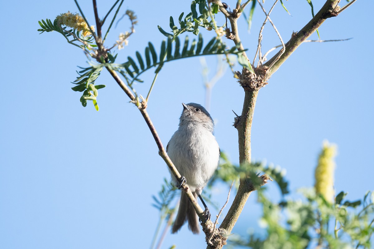 Bushtit - ML620722615