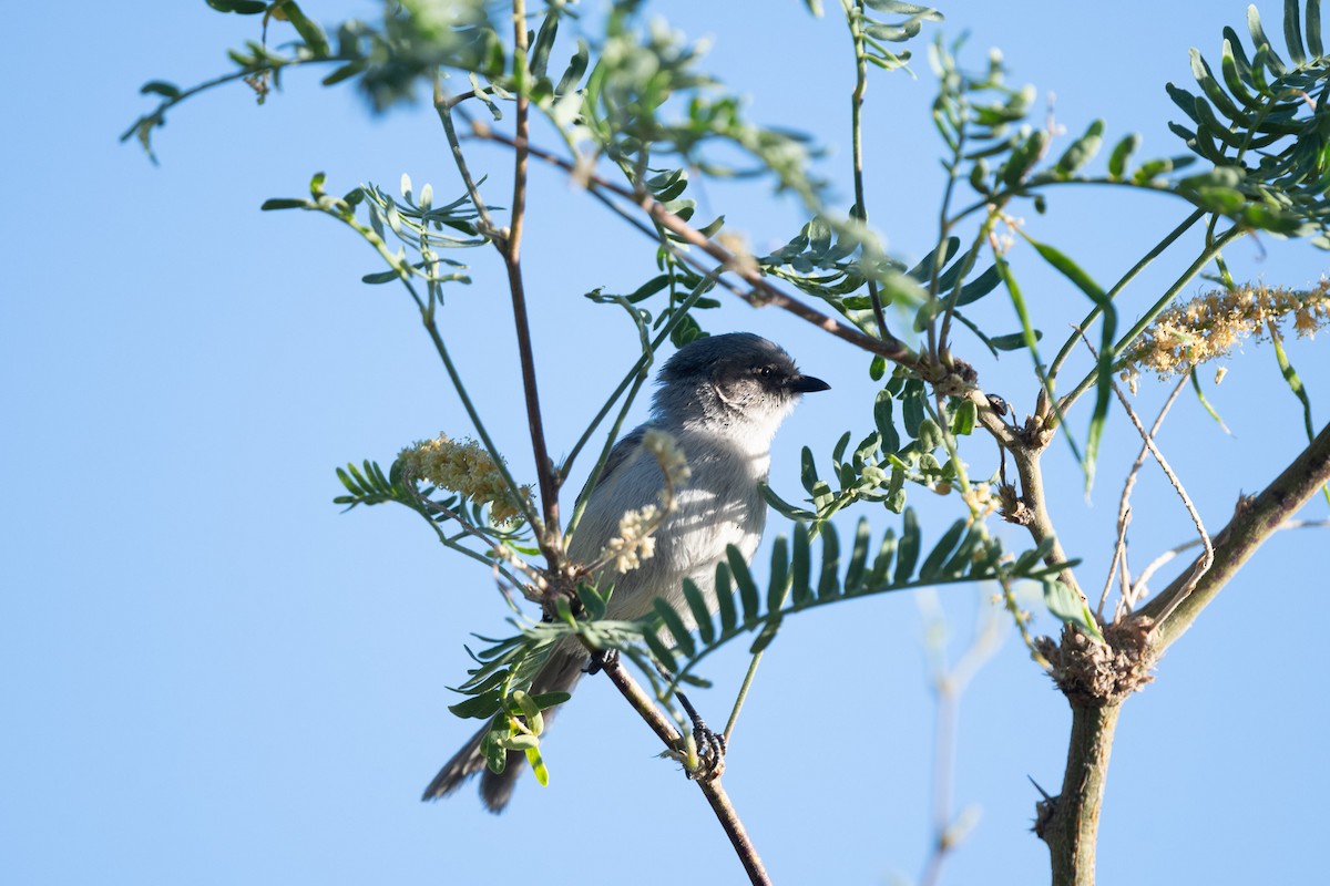 Bushtit - ML620722617