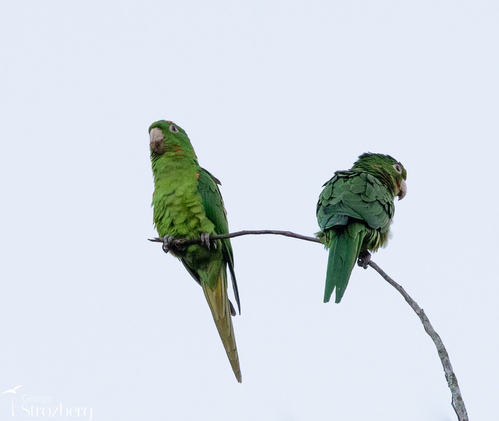 White-eyed Parakeet - George Strozberg