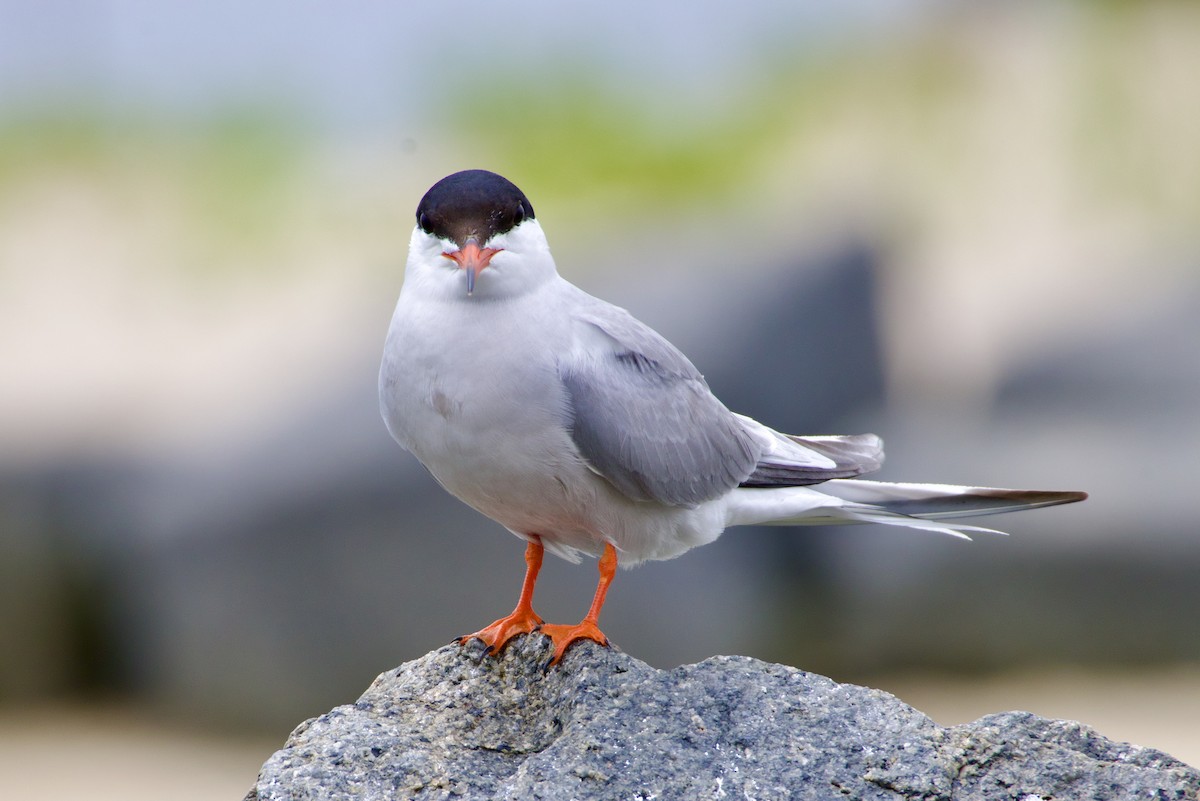 Common Tern - ML620722627