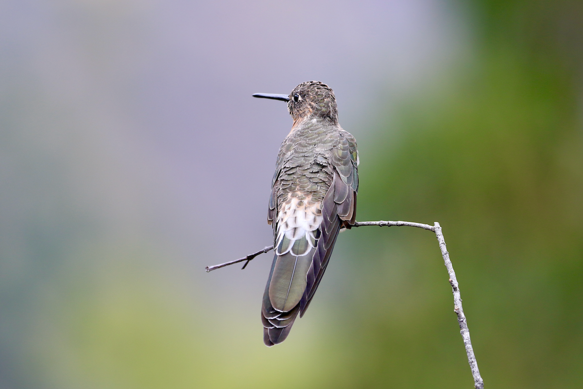 Giant Hummingbird - Matthew Eisenson