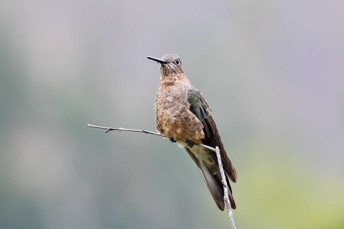 Giant Hummingbird - Matthew Eisenson