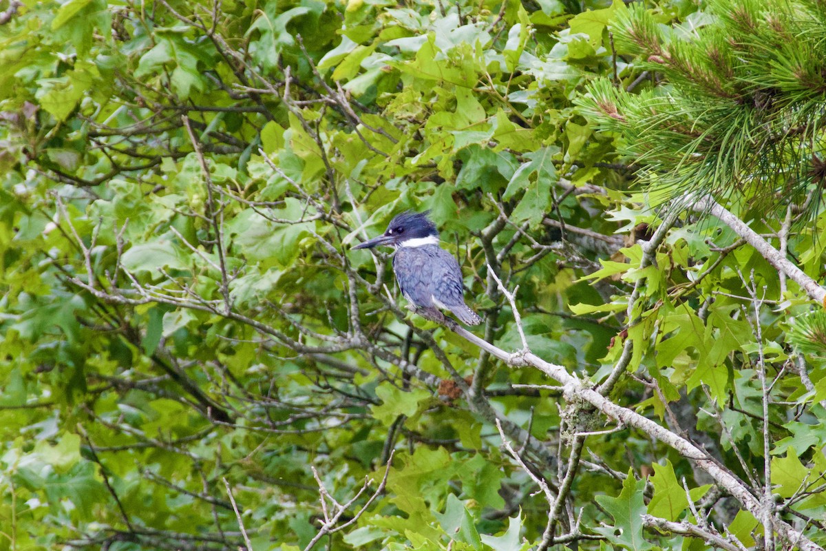 Belted Kingfisher - ML620722656