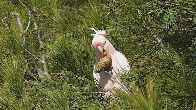 Pink Cockatoo - ML620722658