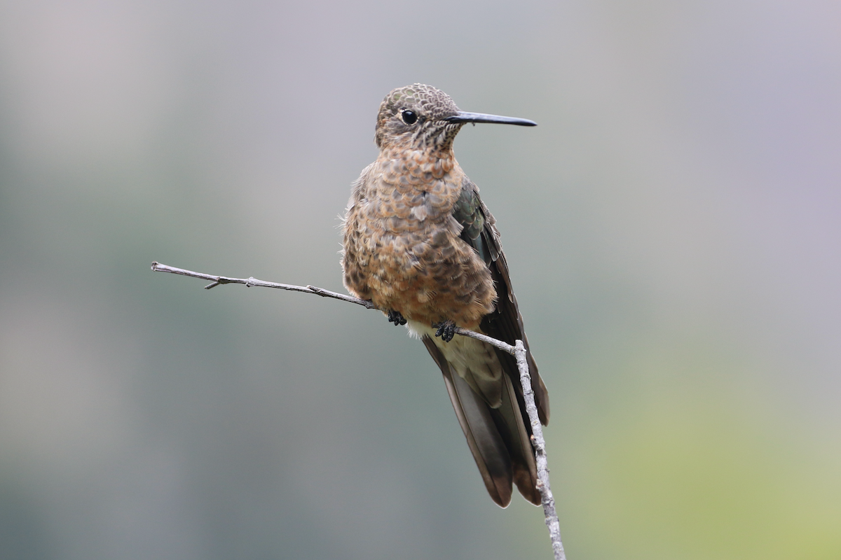 Colibrí Gigante - ML620722659