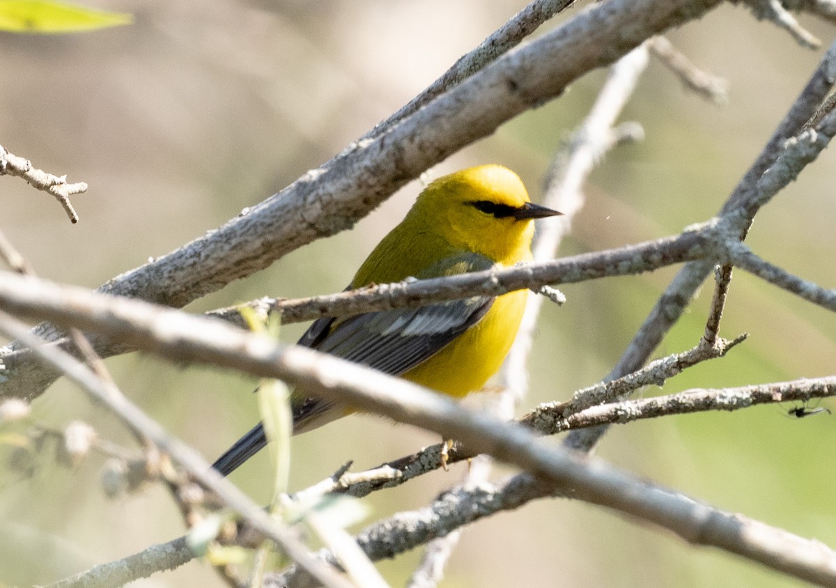 Blue-winged Warbler - ML620722661