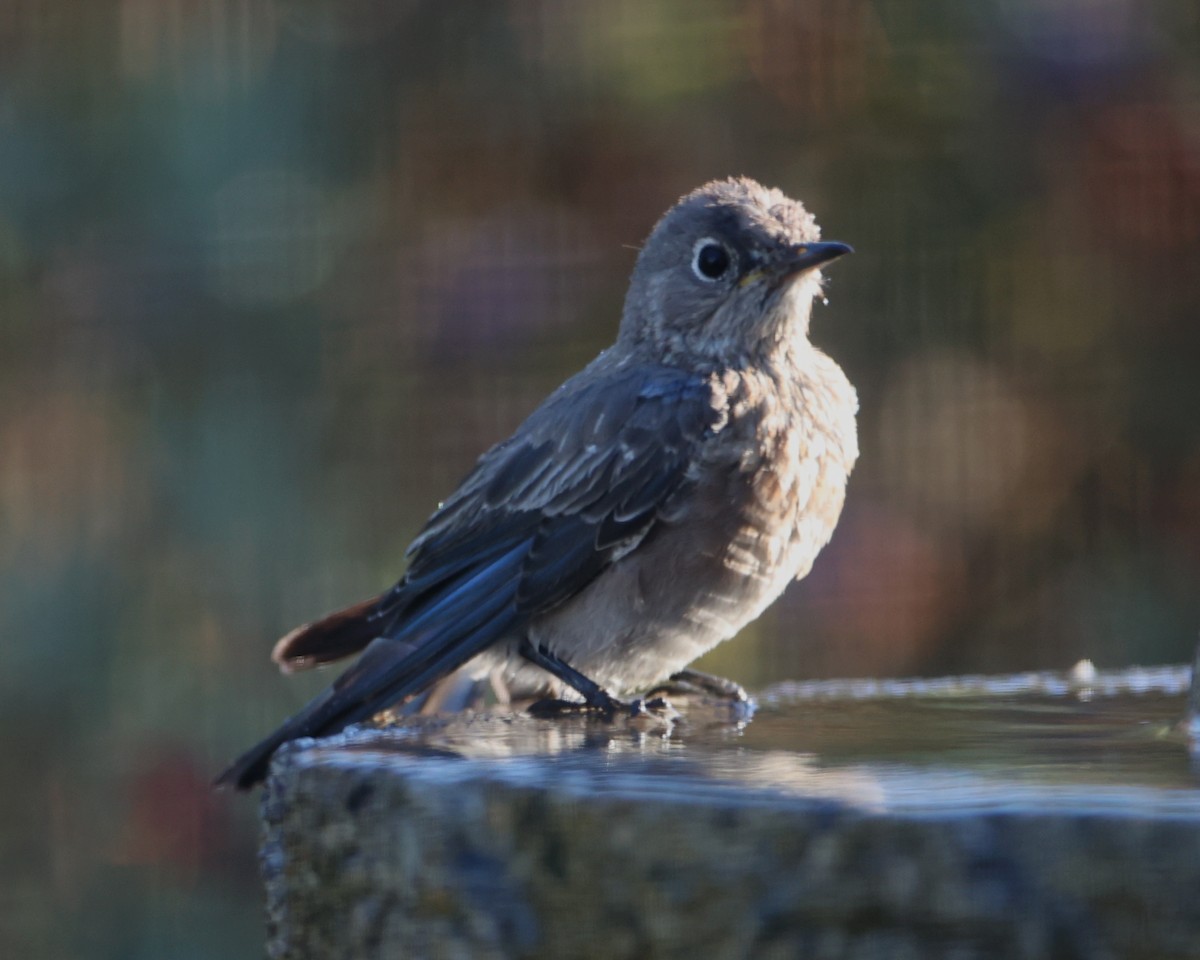 Western Bluebird - ML620722662