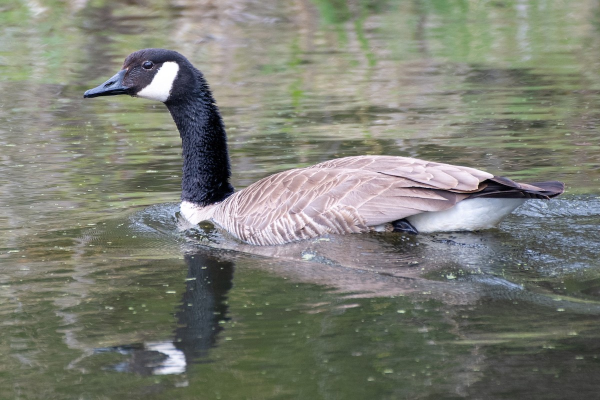 Canada Goose (moffitti/maxima) - ML620722668