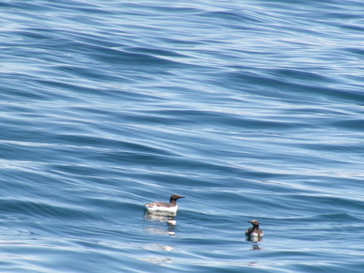 Common Murre - ML620722674