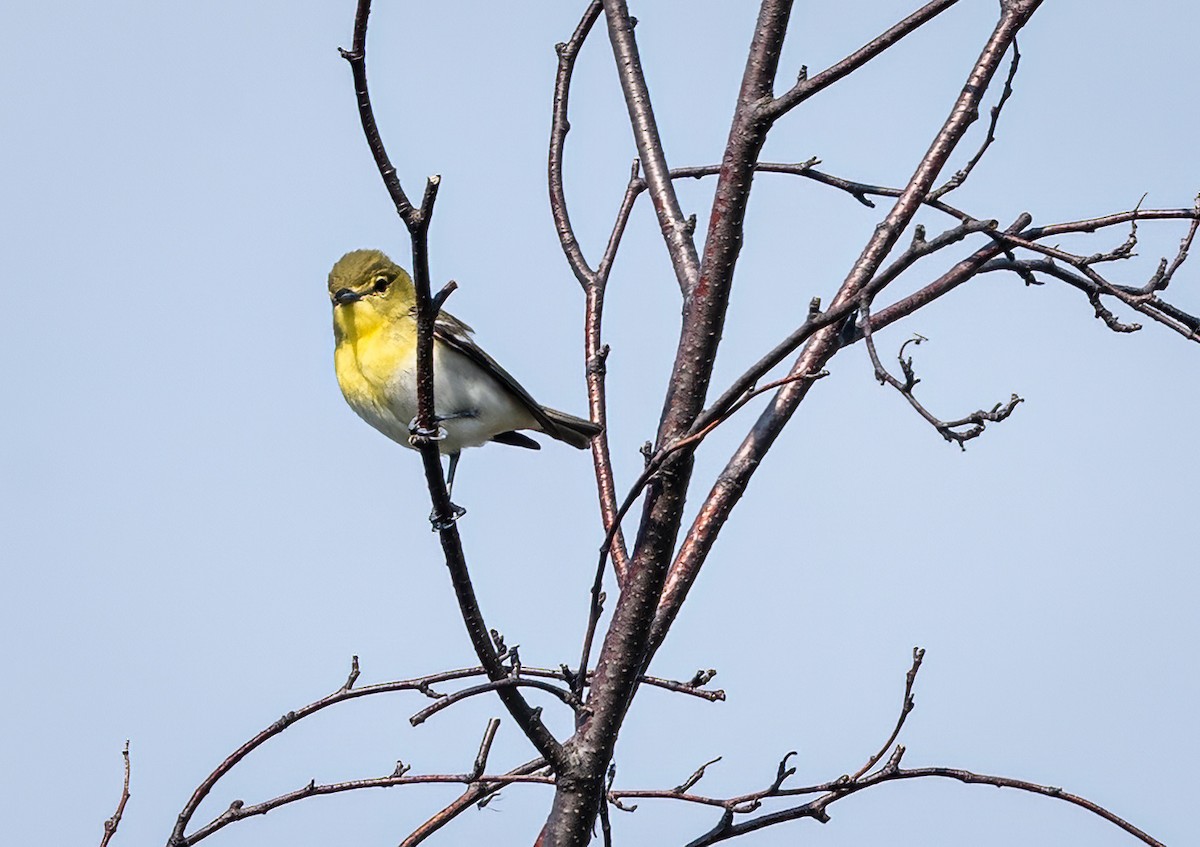 Viréo à gorge jaune - ML620722681