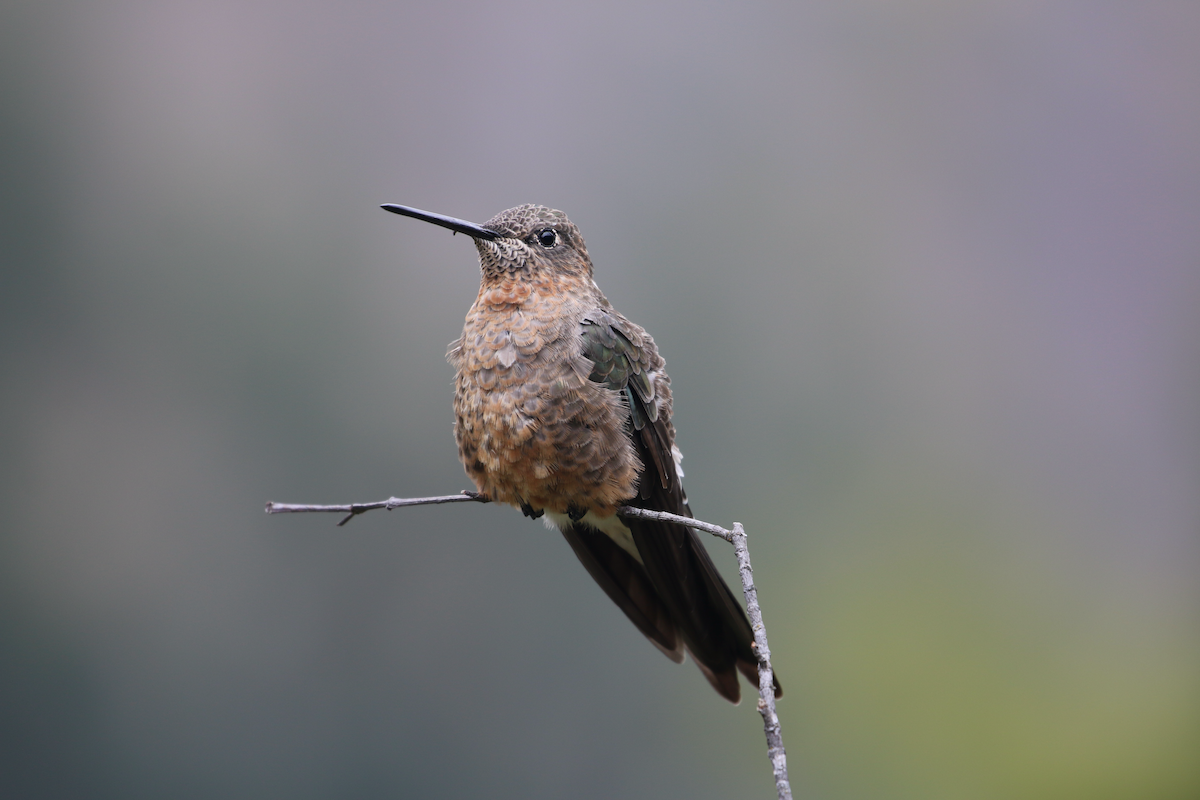 Giant Hummingbird - Matthew Eisenson