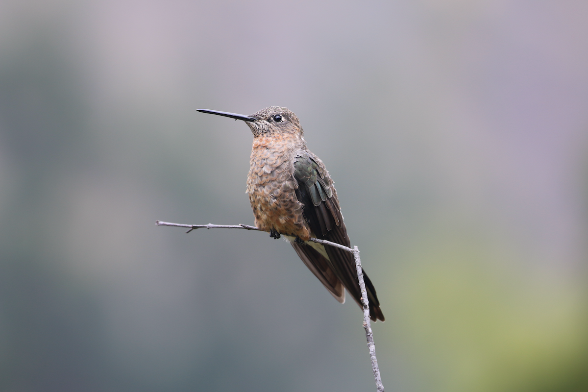 Giant Hummingbird - ML620722684