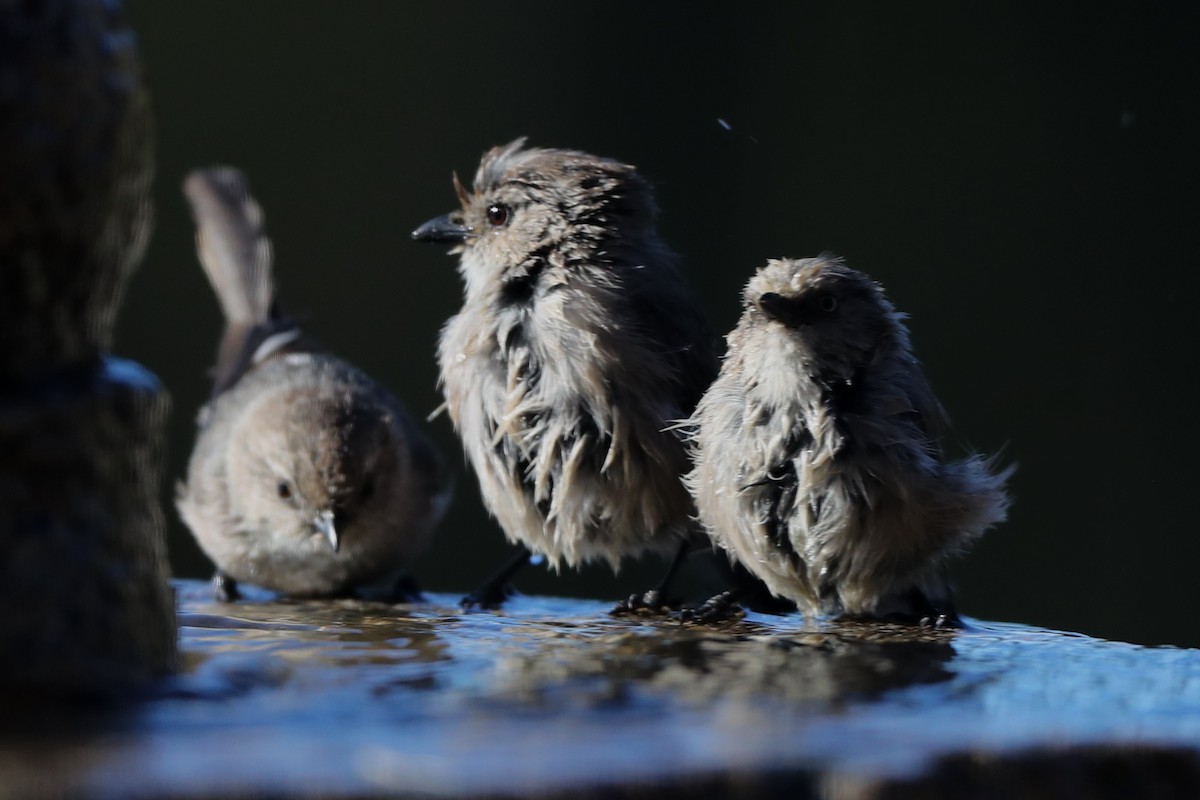 Bushtit - ML620722688