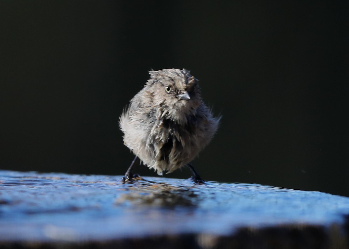 Bushtit - ML620722689