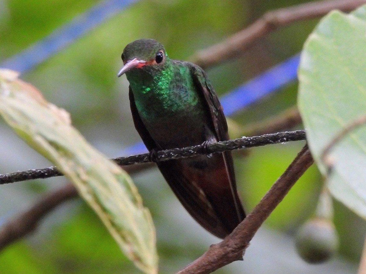 Rufous-tailed Hummingbird - ML620722691
