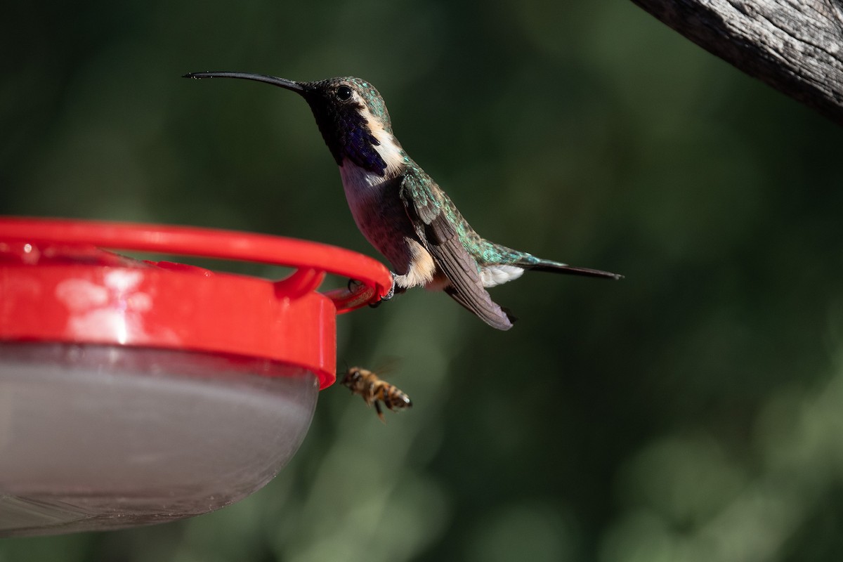 Lucifer Hummingbird - ML620722694