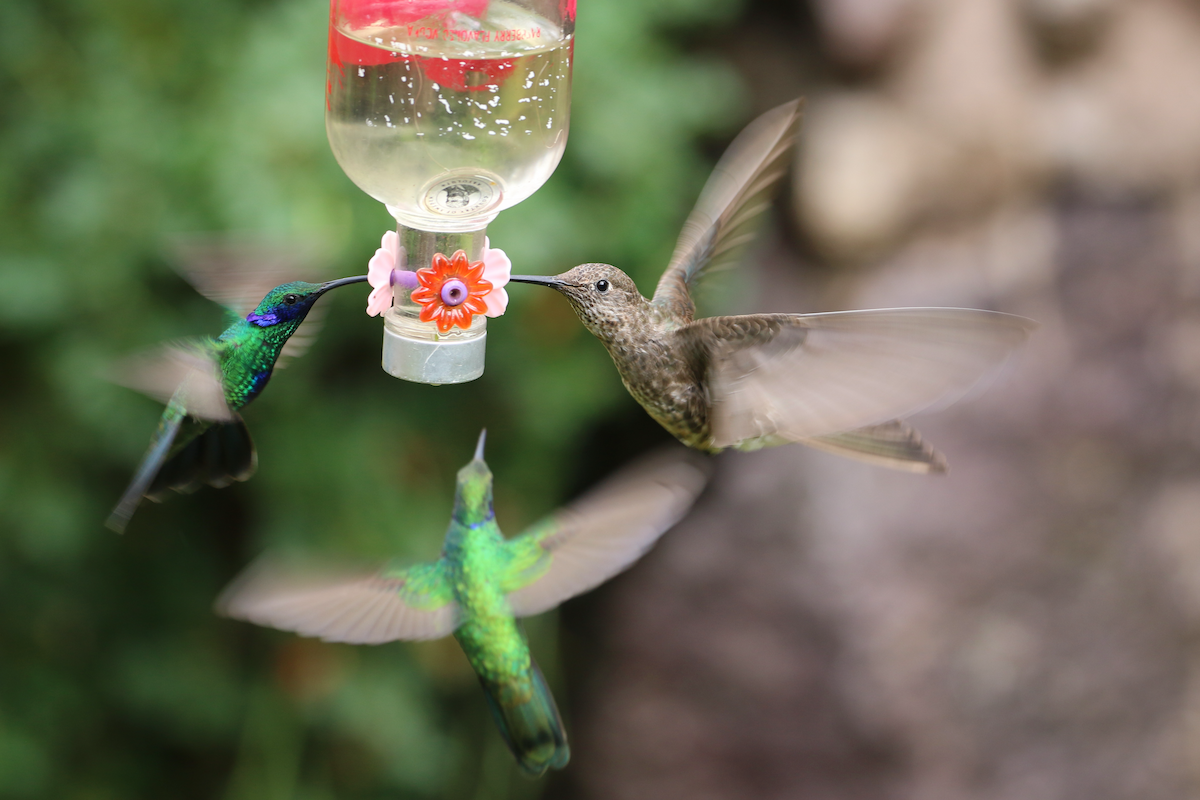 Giant Hummingbird - ML620722700