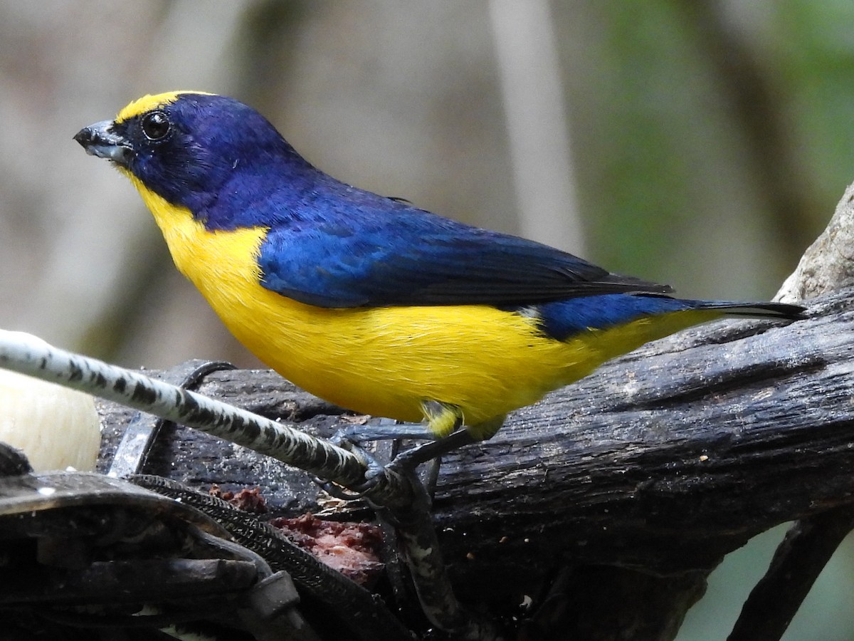 Thick-billed Euphonia - ML620722702