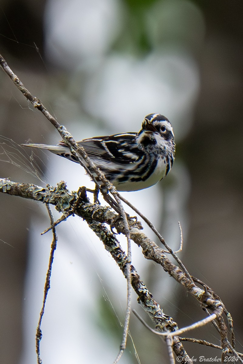 Black-and-white Warbler - ML620722706