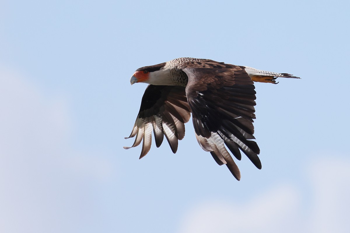 Caracara huppé - ML620722708