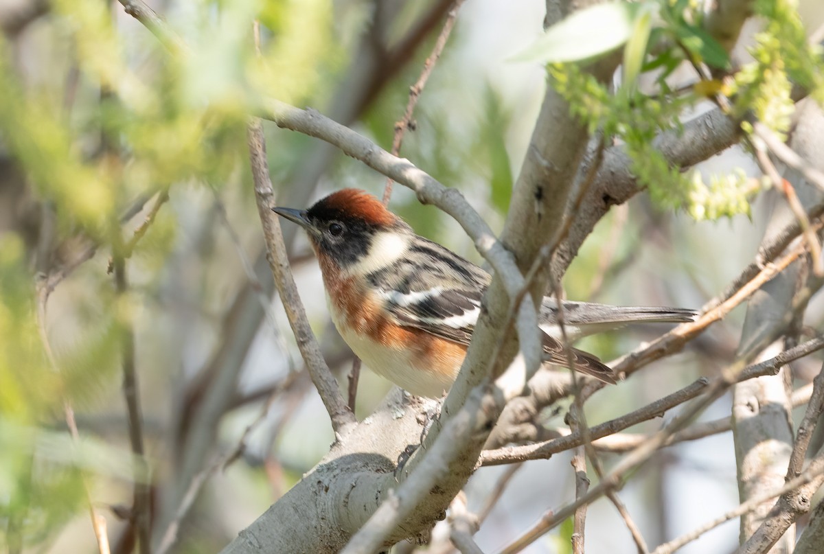 Bay-breasted Warbler - ML620722709