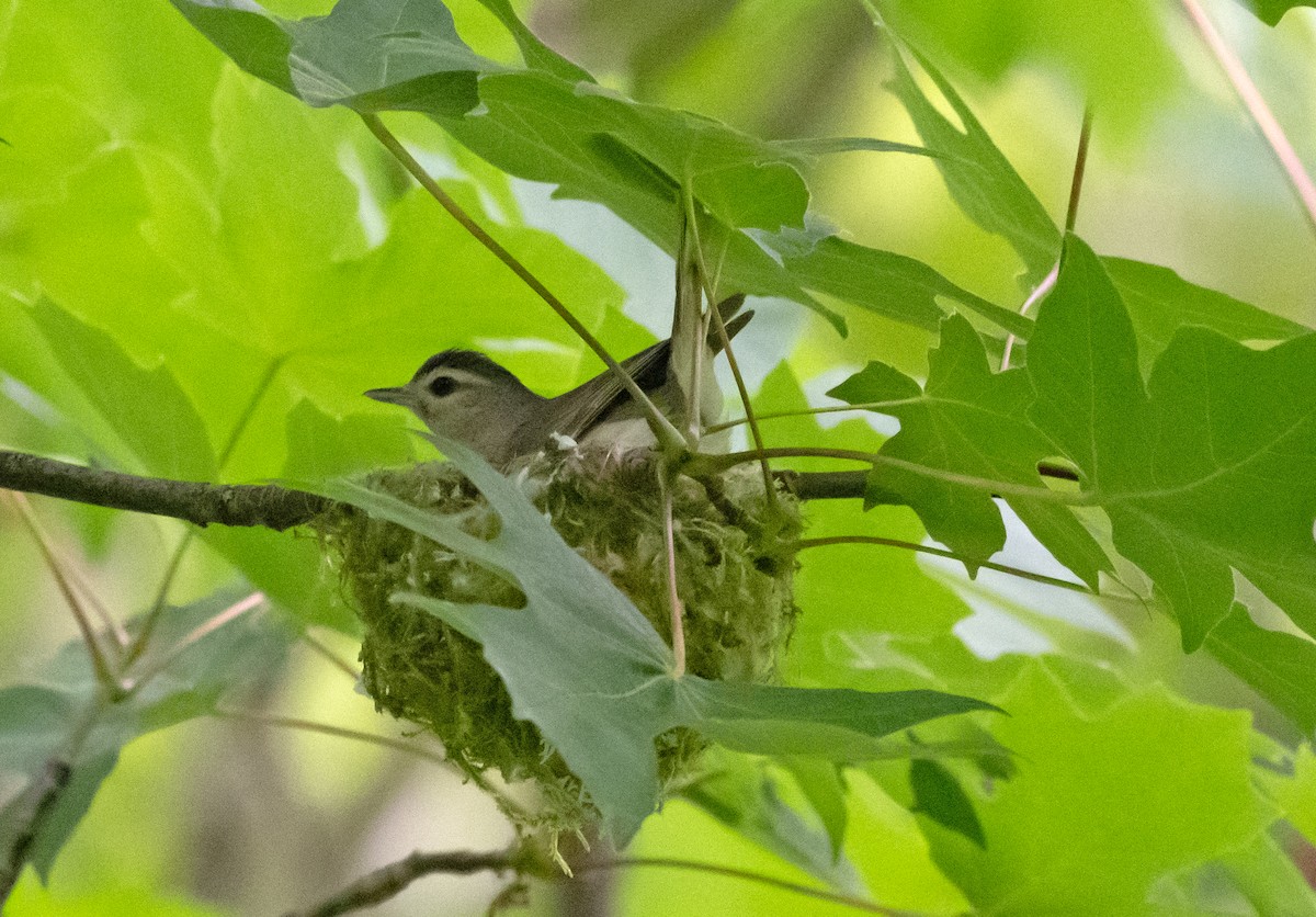 Warbling Vireo - Bruce Jacobs