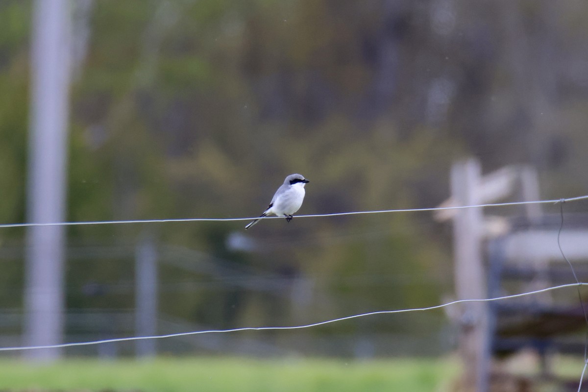 Loggerhead Shrike - ML620722712