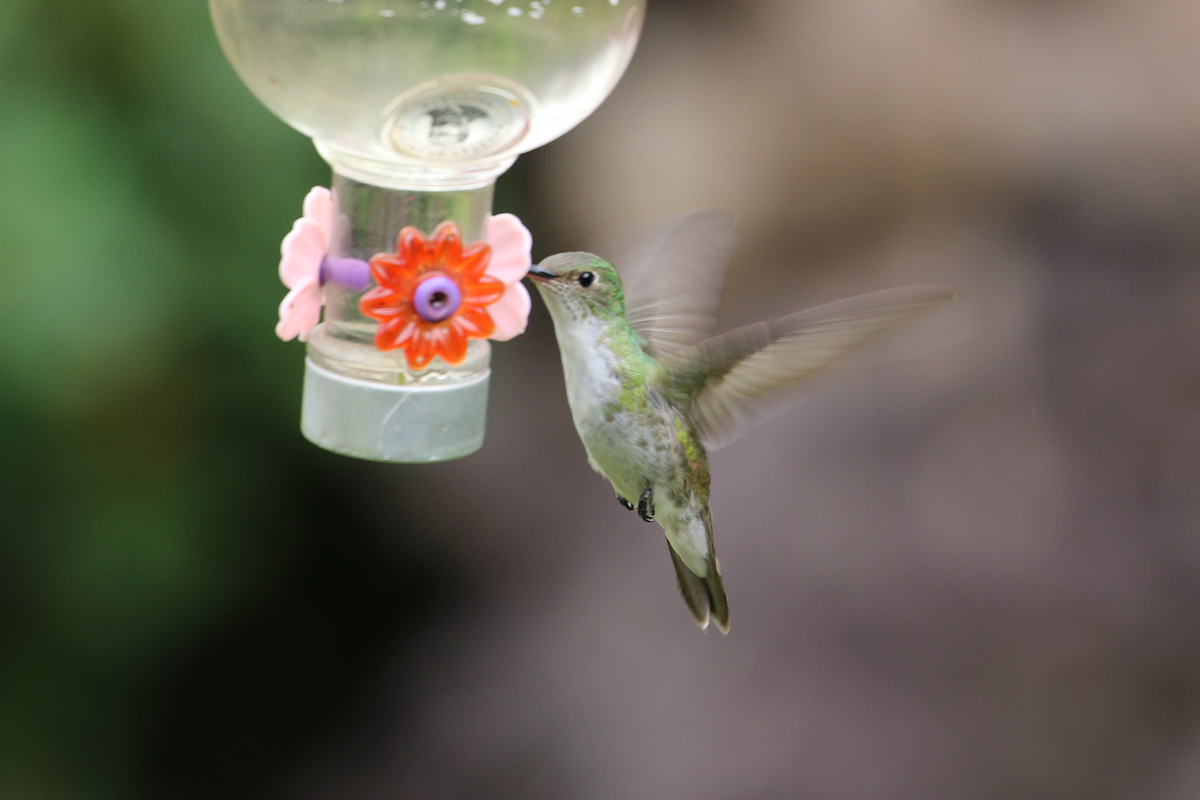 Green-and-white Hummingbird - ML620722713