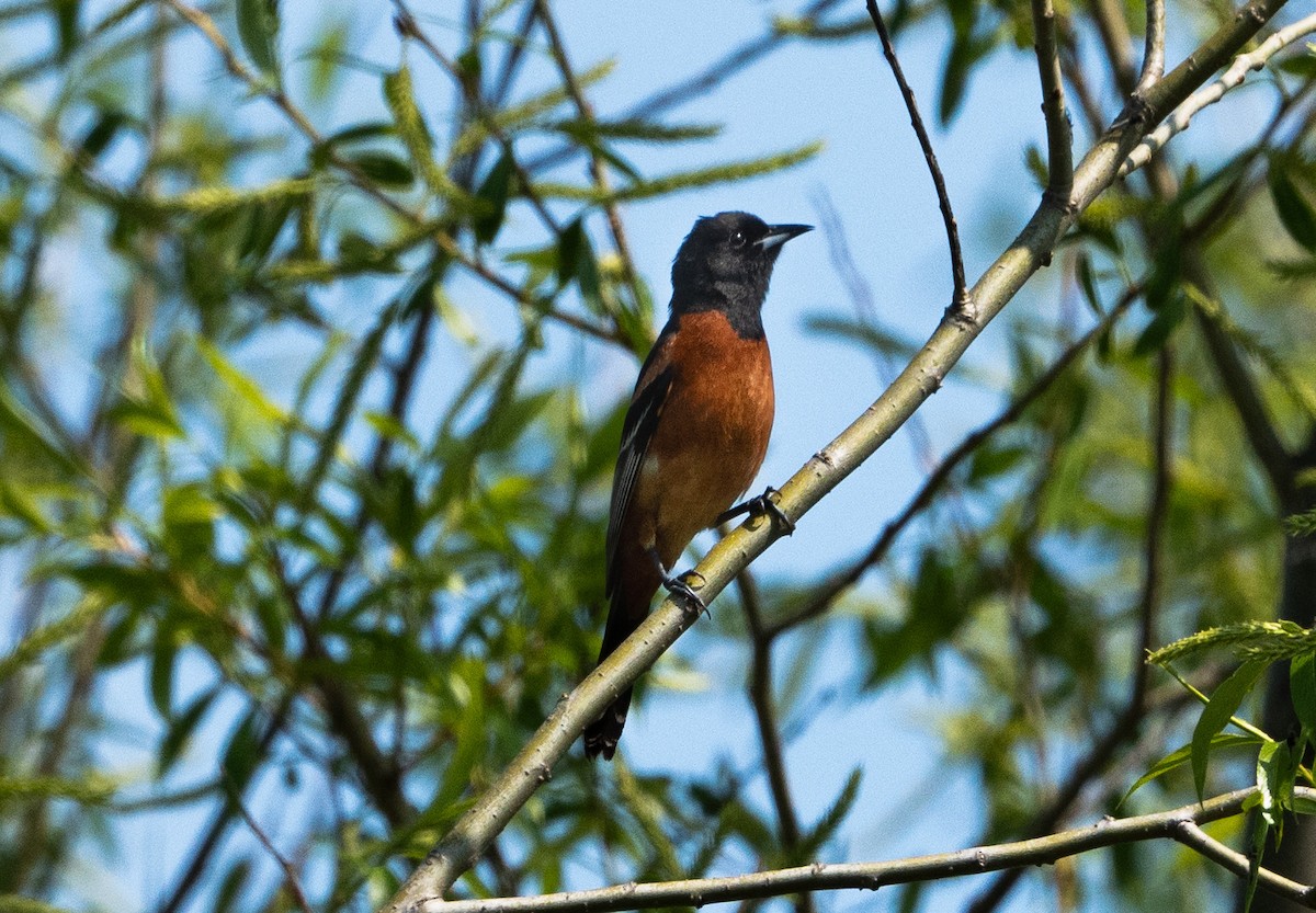 Orchard Oriole - ML620722715