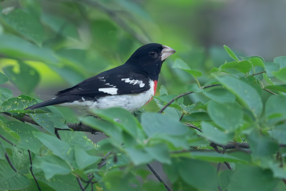 Rose-breasted Grosbeak - ML620722719