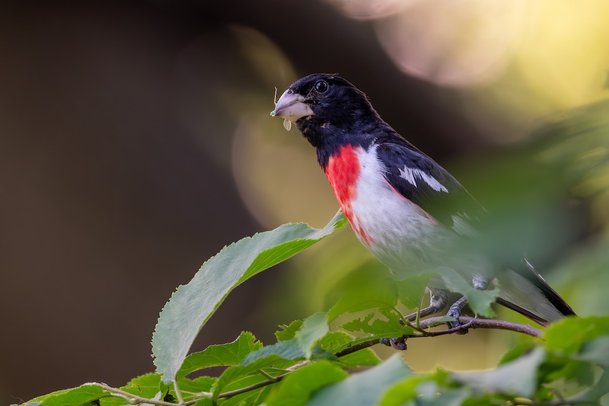 Rose-breasted Grosbeak - ML620722722