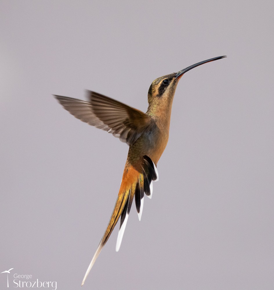 Planalto Hermit - George Strozberg