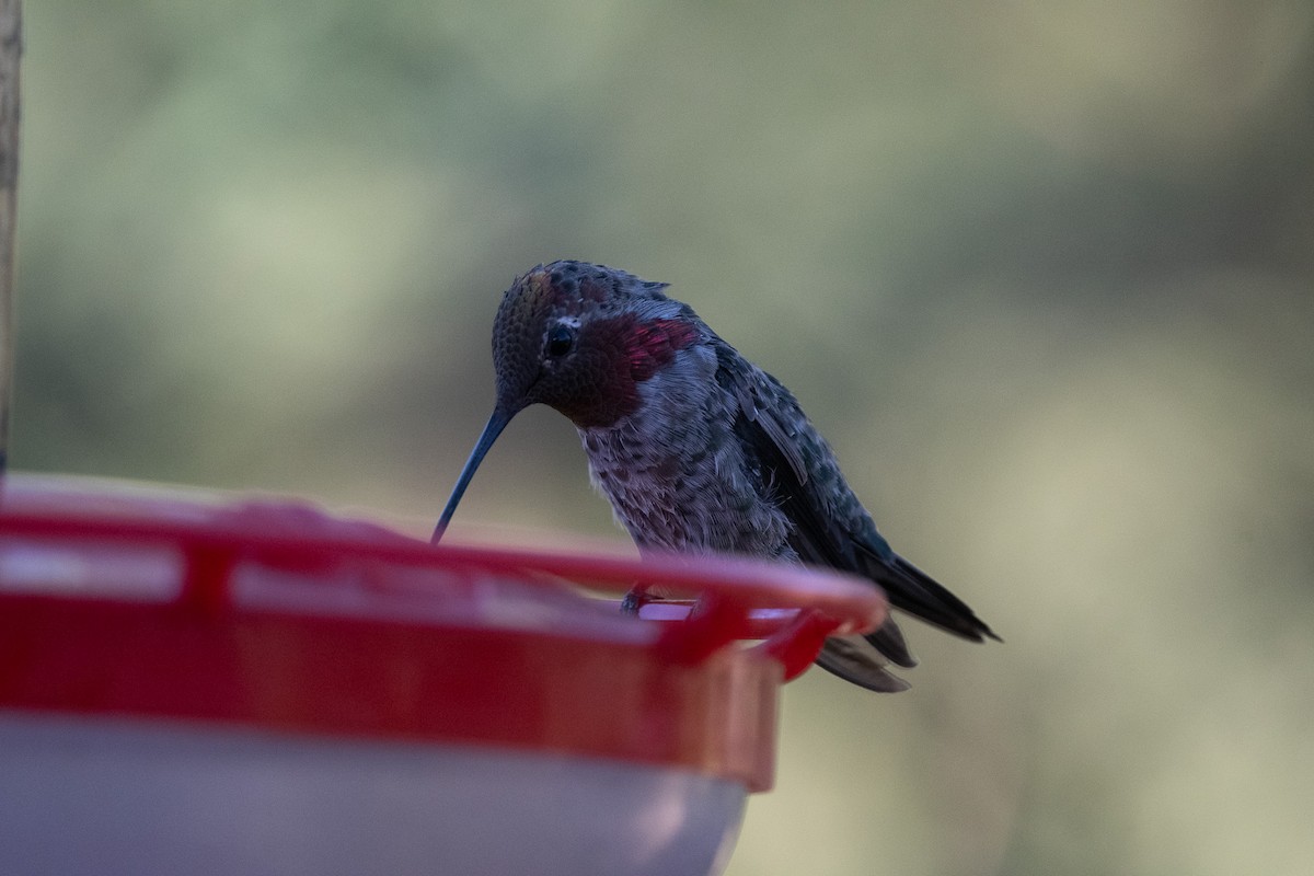 Anna's Hummingbird - ML620722725