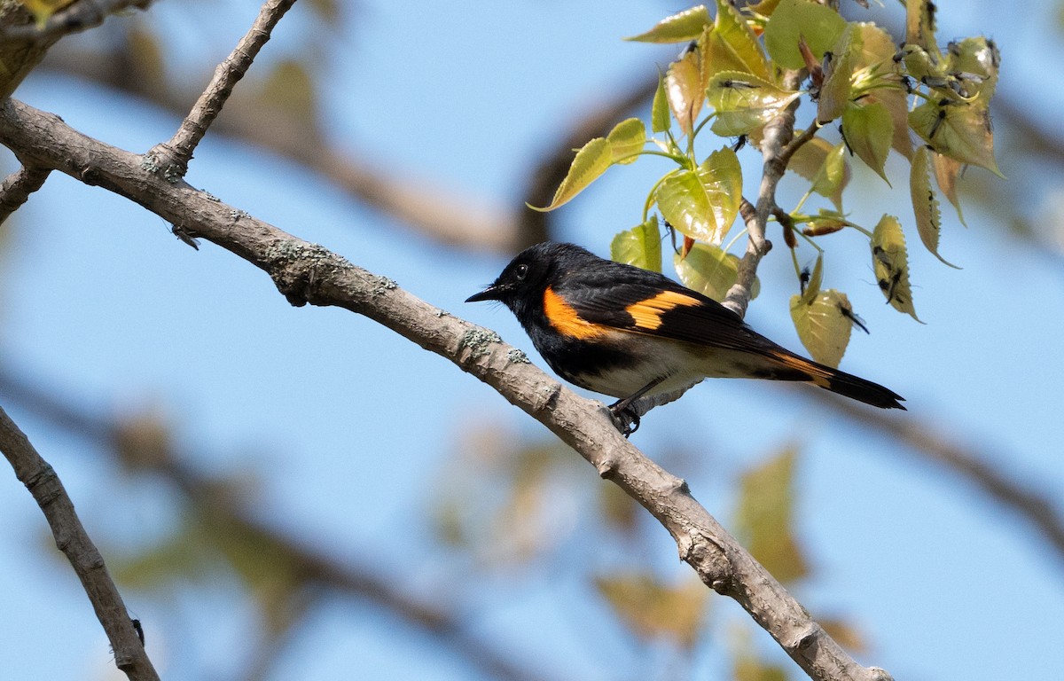 American Redstart - ML620722726