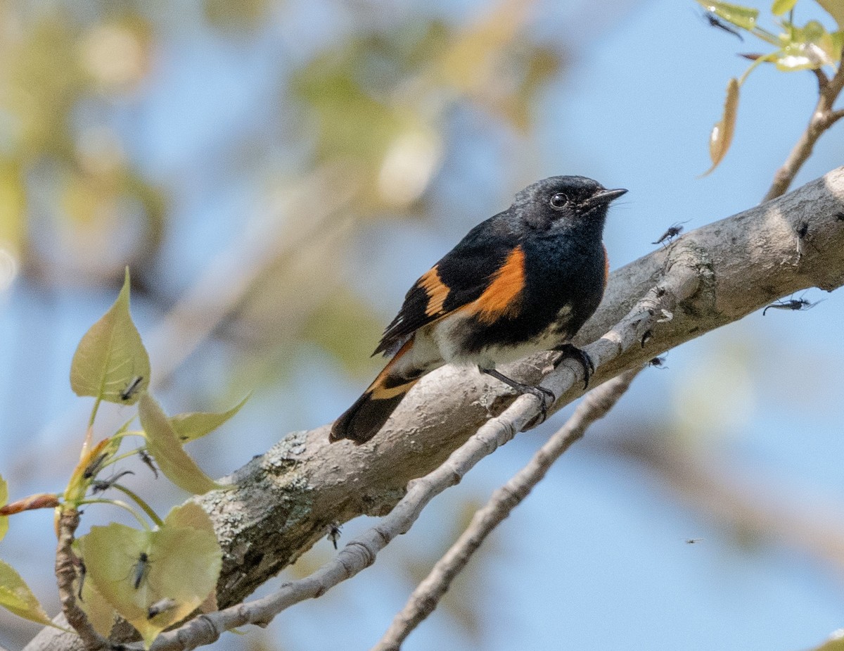 American Redstart - ML620722729