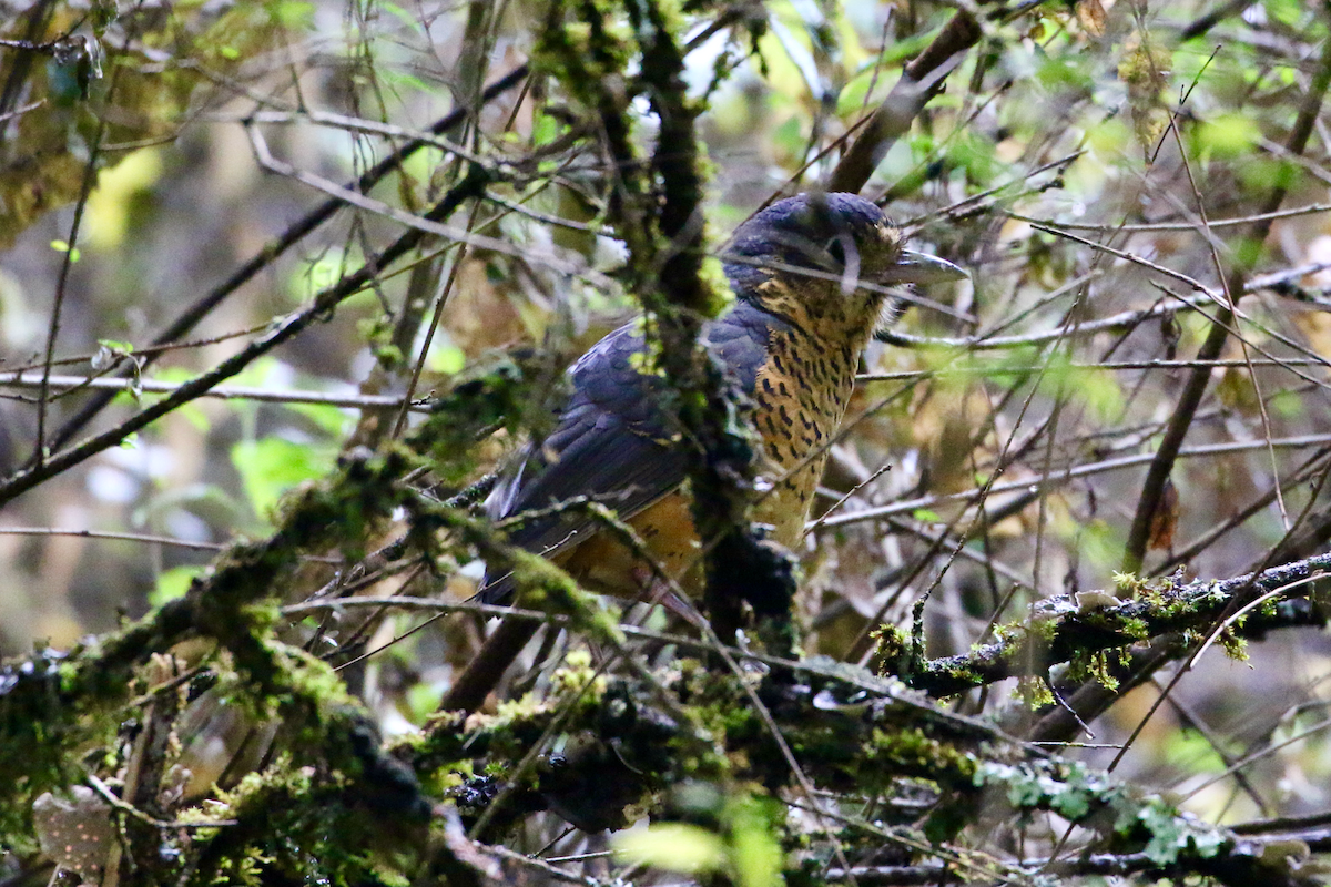 Undulated Antpitta - ML620722739