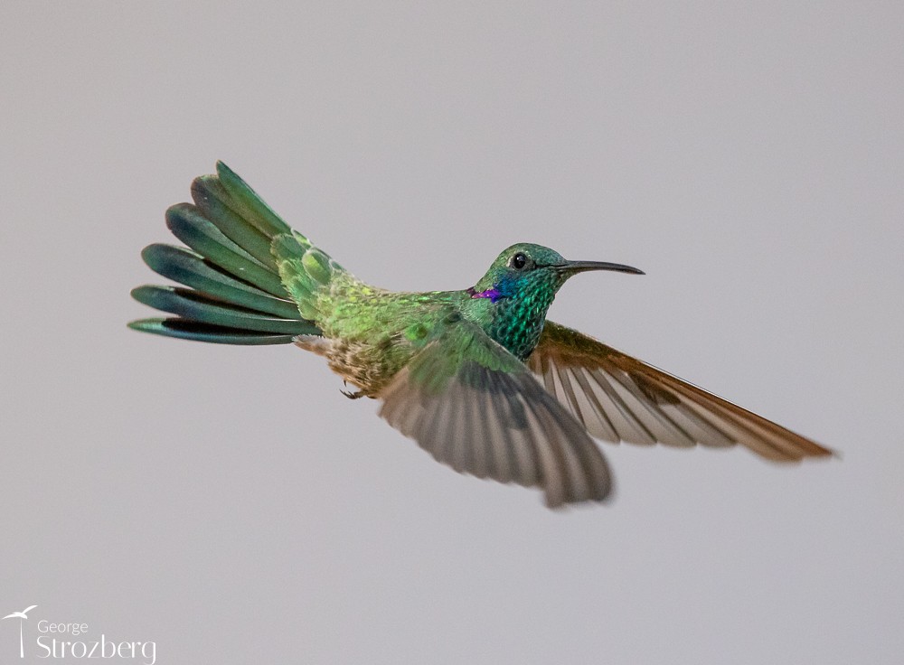kolibřík ametystouchý - ML620722746