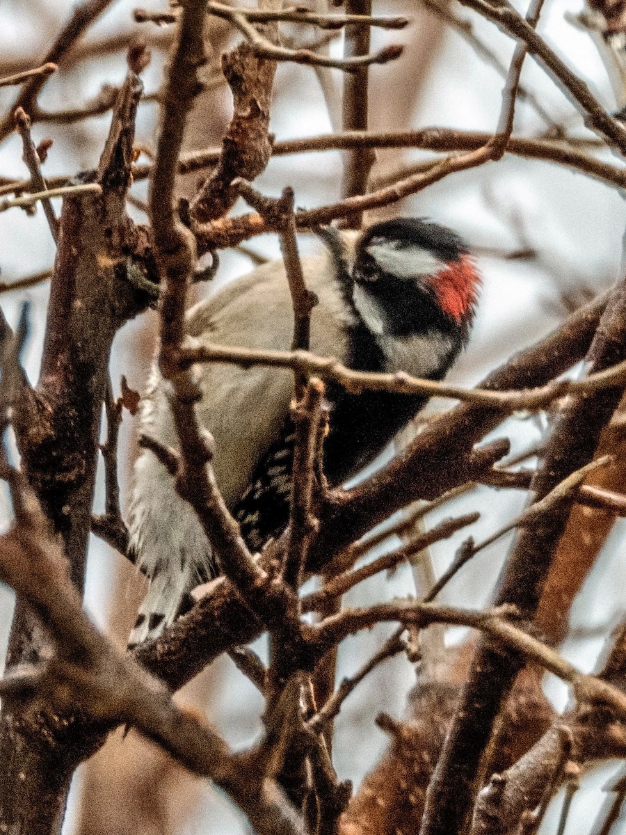 Downy Woodpecker - ML620722750