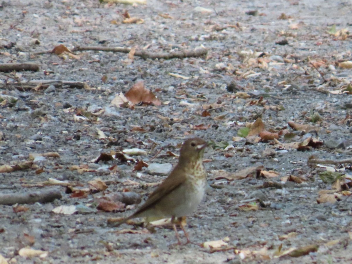 Swainson's Thrush - Ray Coil