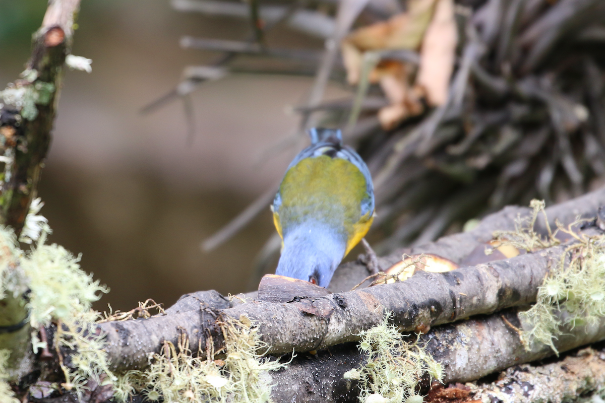 Blue-and-yellow Tanager - ML620722763